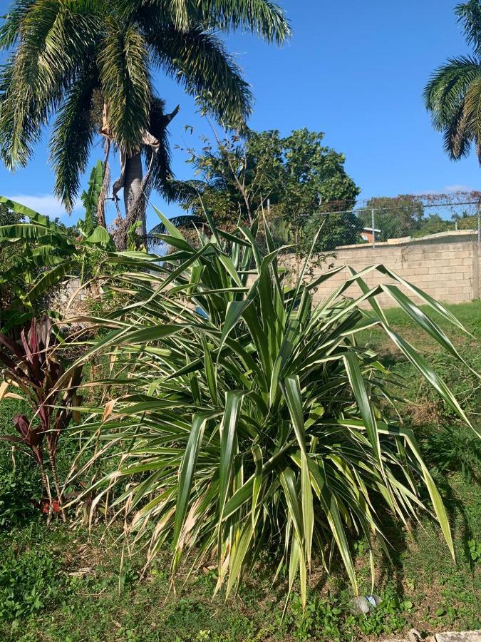 Mango Walk Montego Bay