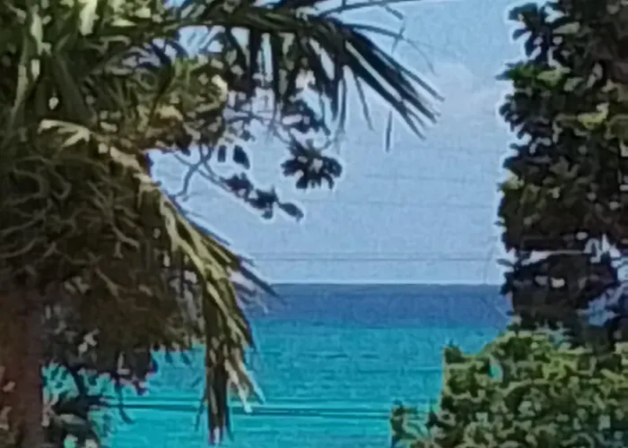 Chatham Palms