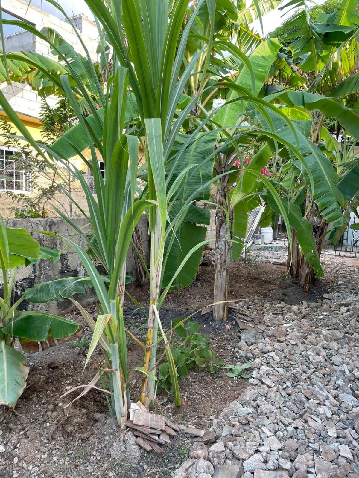 Jade Coast Getaway Near Montego Bay