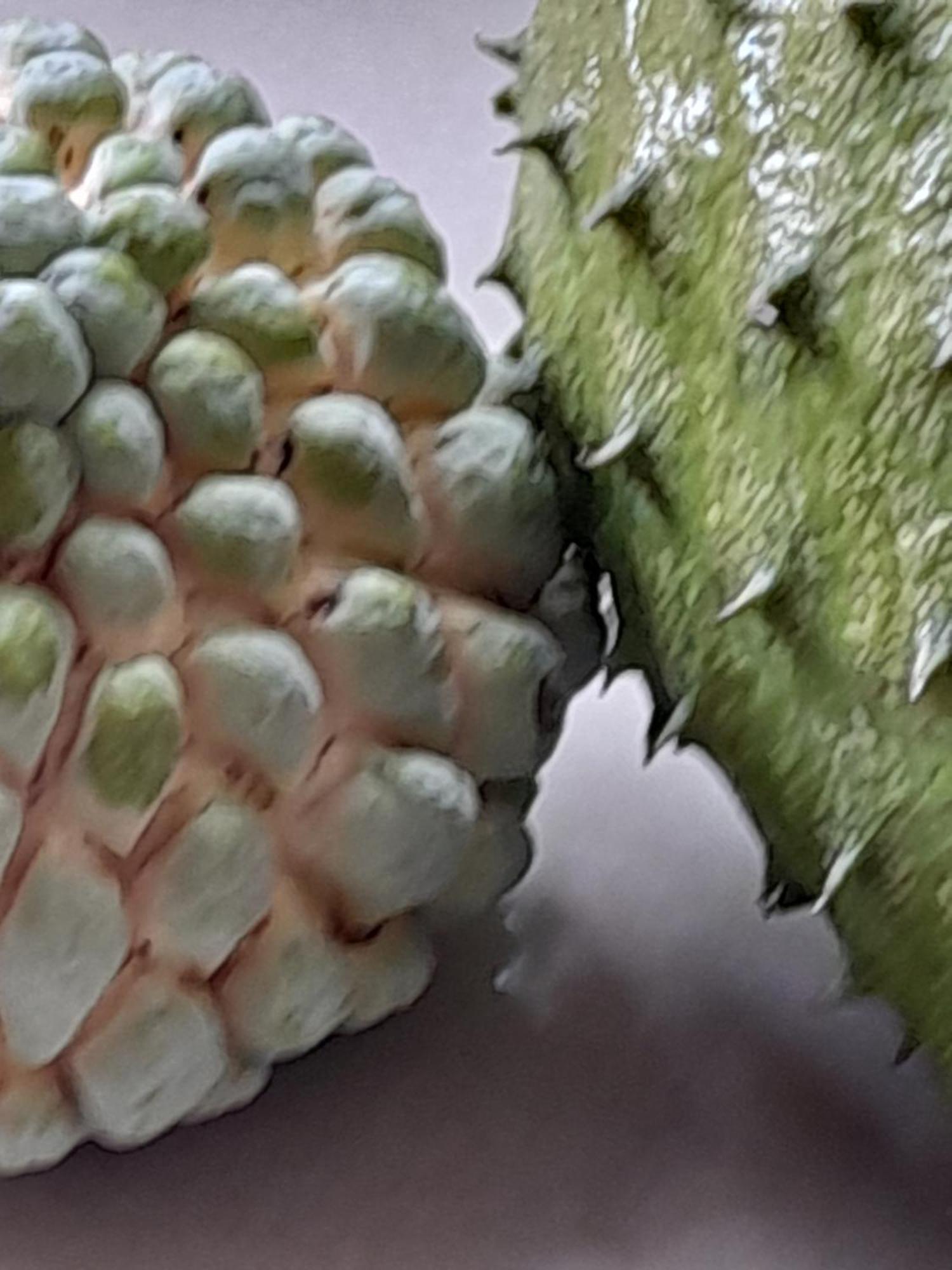 Jamaica Sweetsop & Tours Homestay Montego Bay