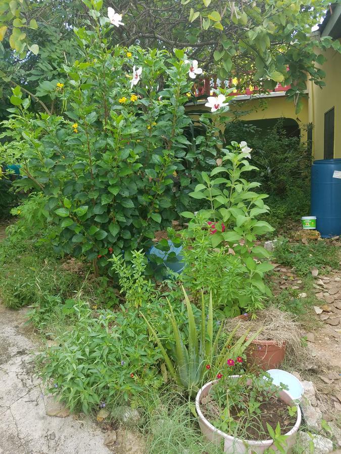 Guest house Vikings Rasta Retreats Montego Bay