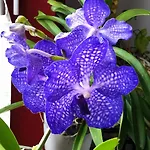 The Blue Orchid