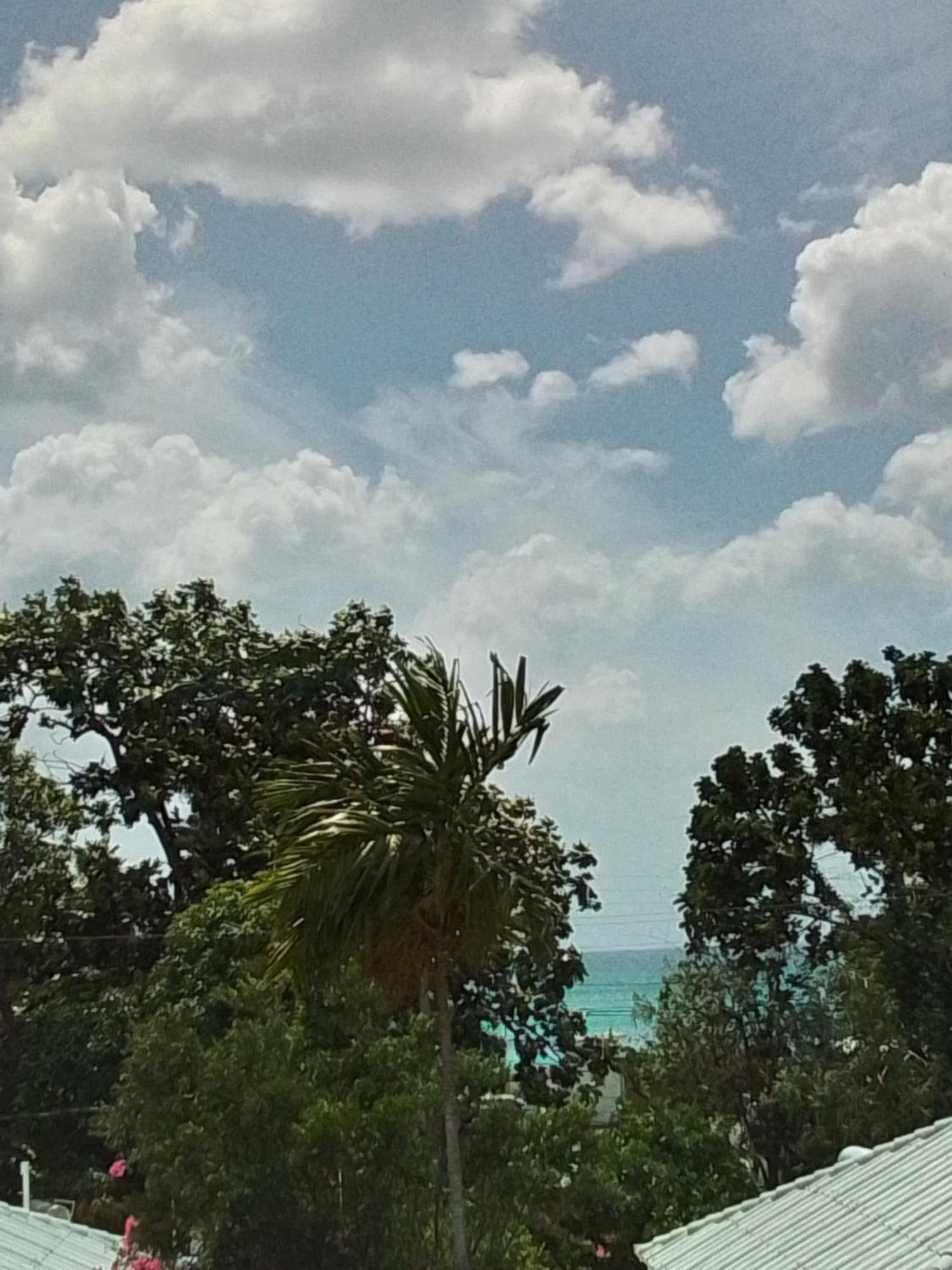 Chatham Palms
