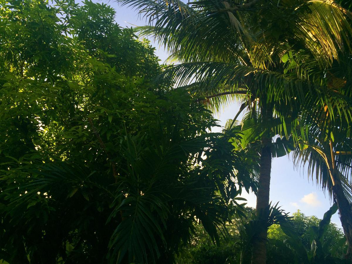 Yaad Montego Bay