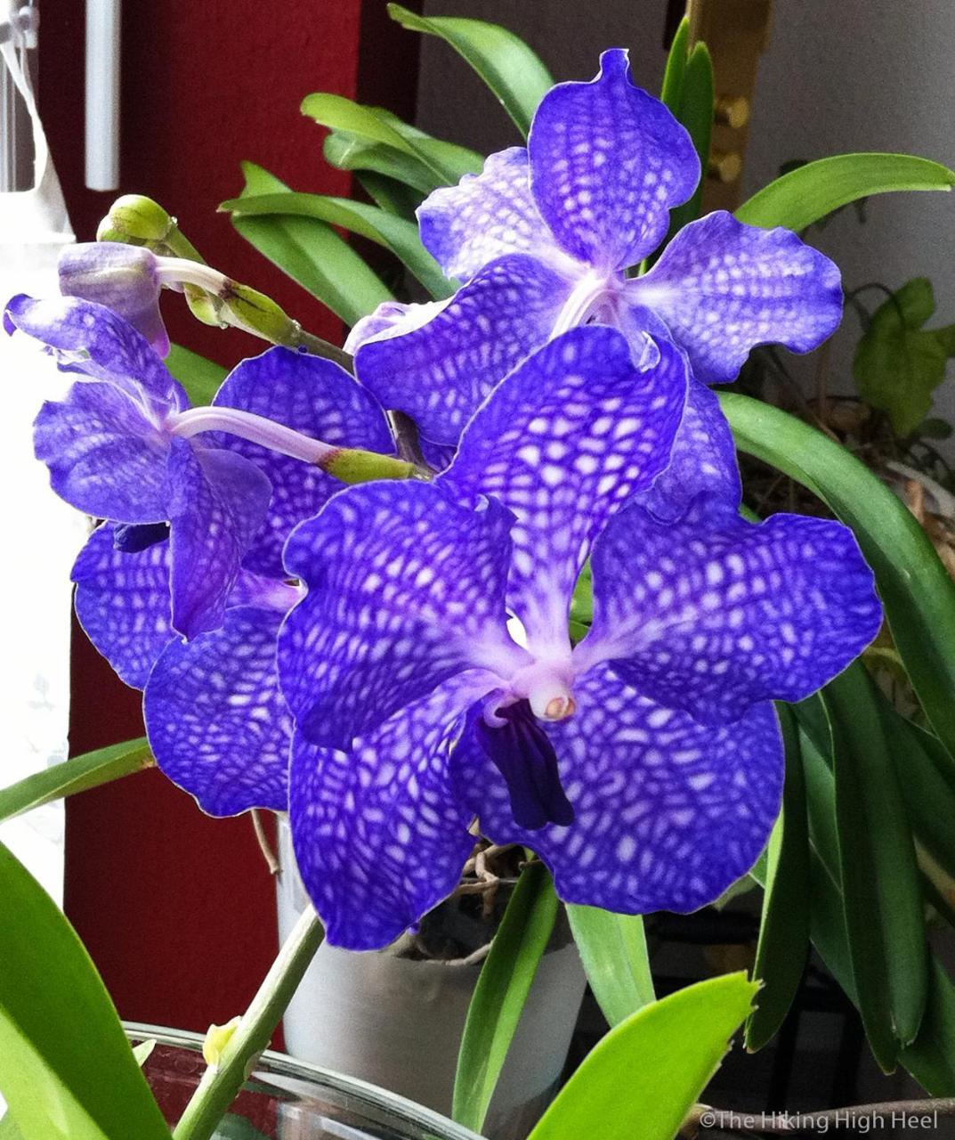 The Blue Orchid *